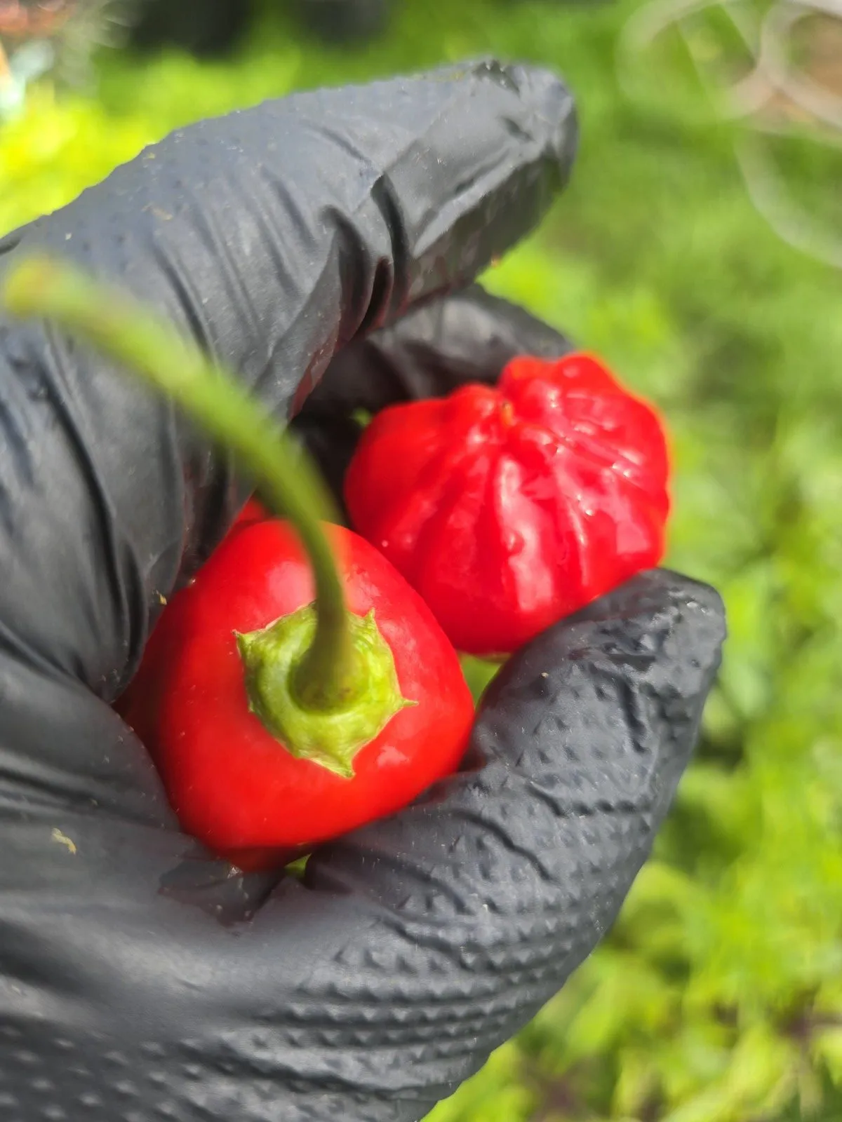Aji Rainforest Chilli Seeds - Image 4
