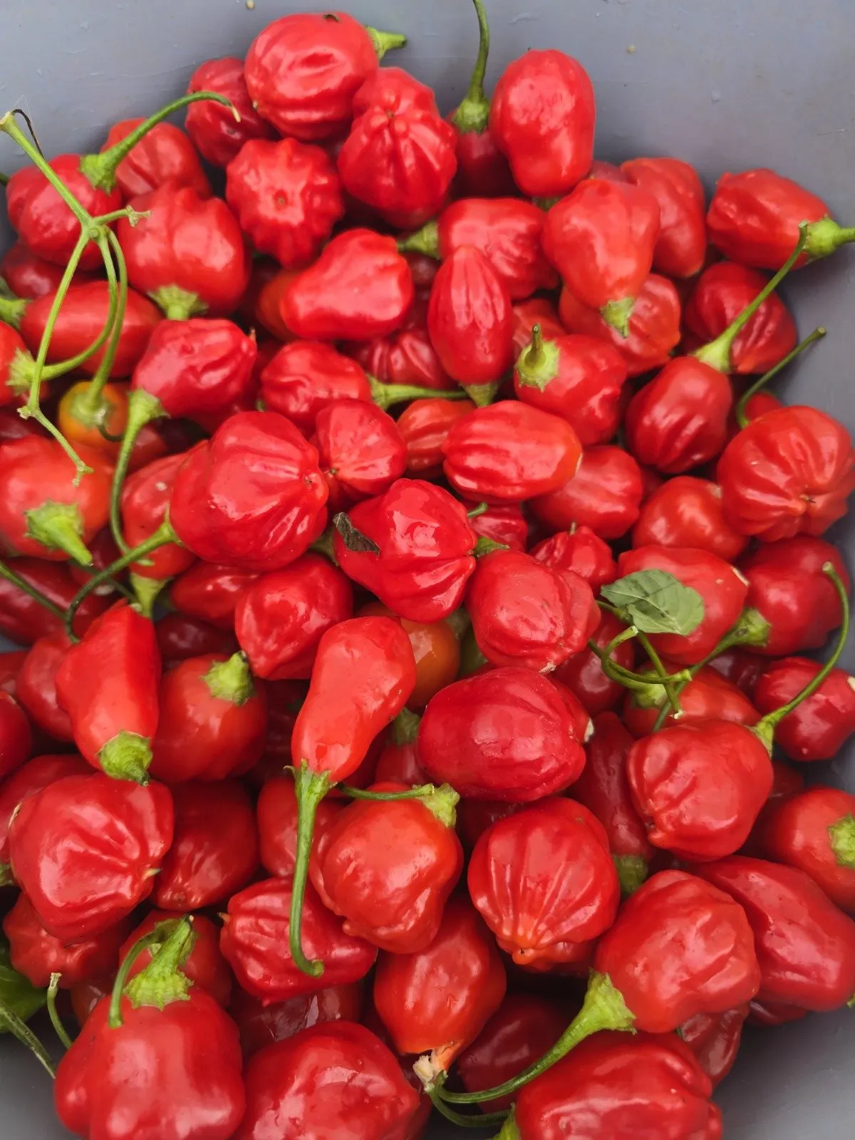Aji Rainforest Chilli Seeds - Image 5