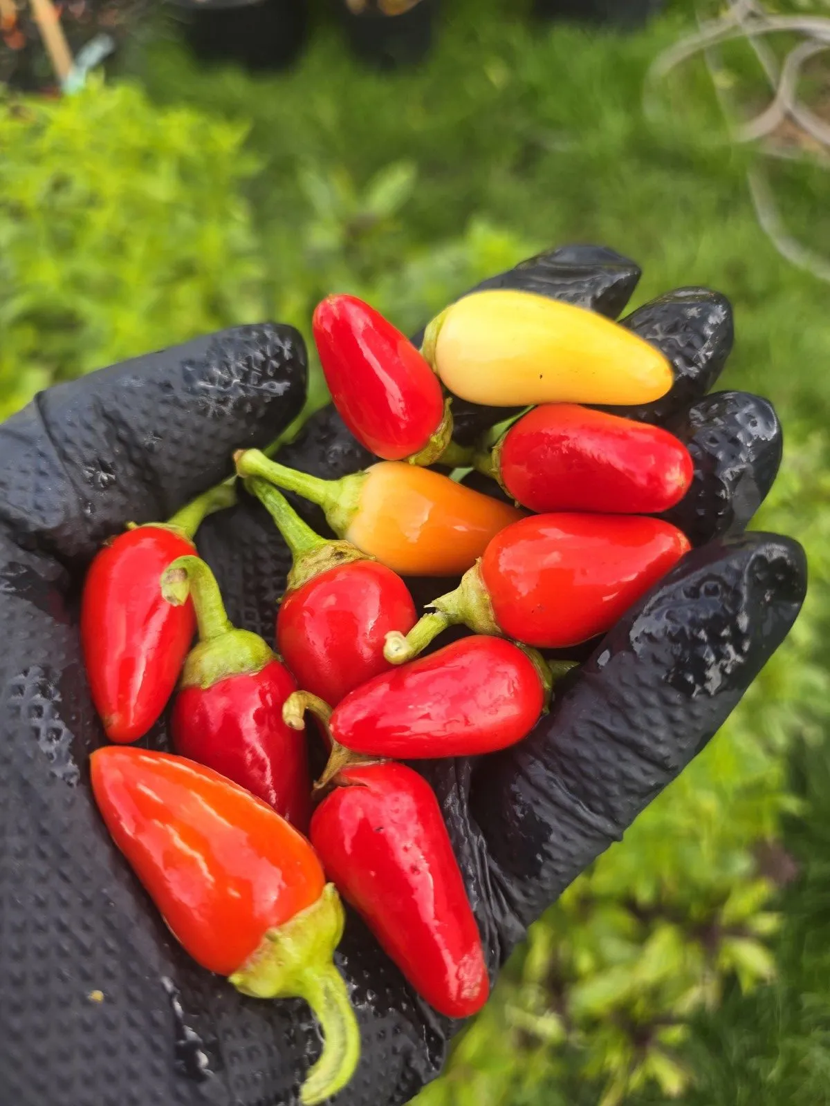 Cascabella Chilli Seeds - Image 5
