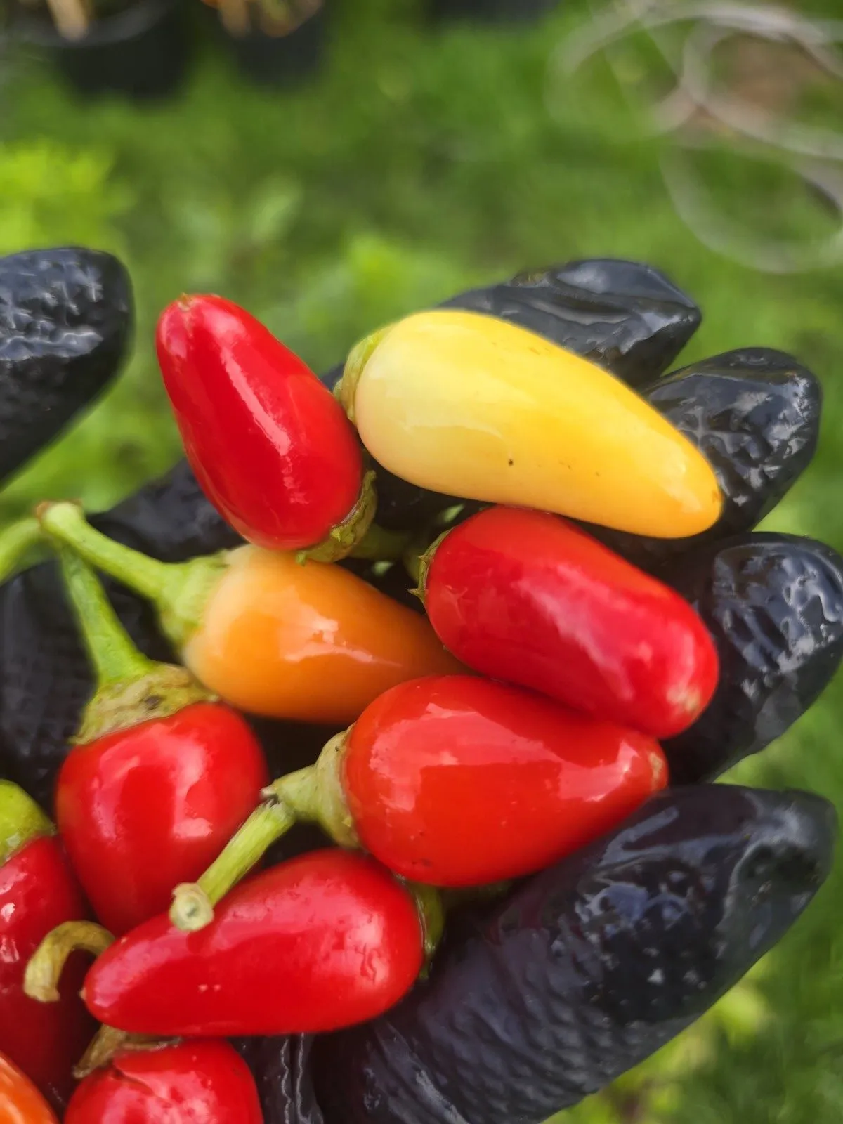 Cascabella Chilli Seeds - Image 6