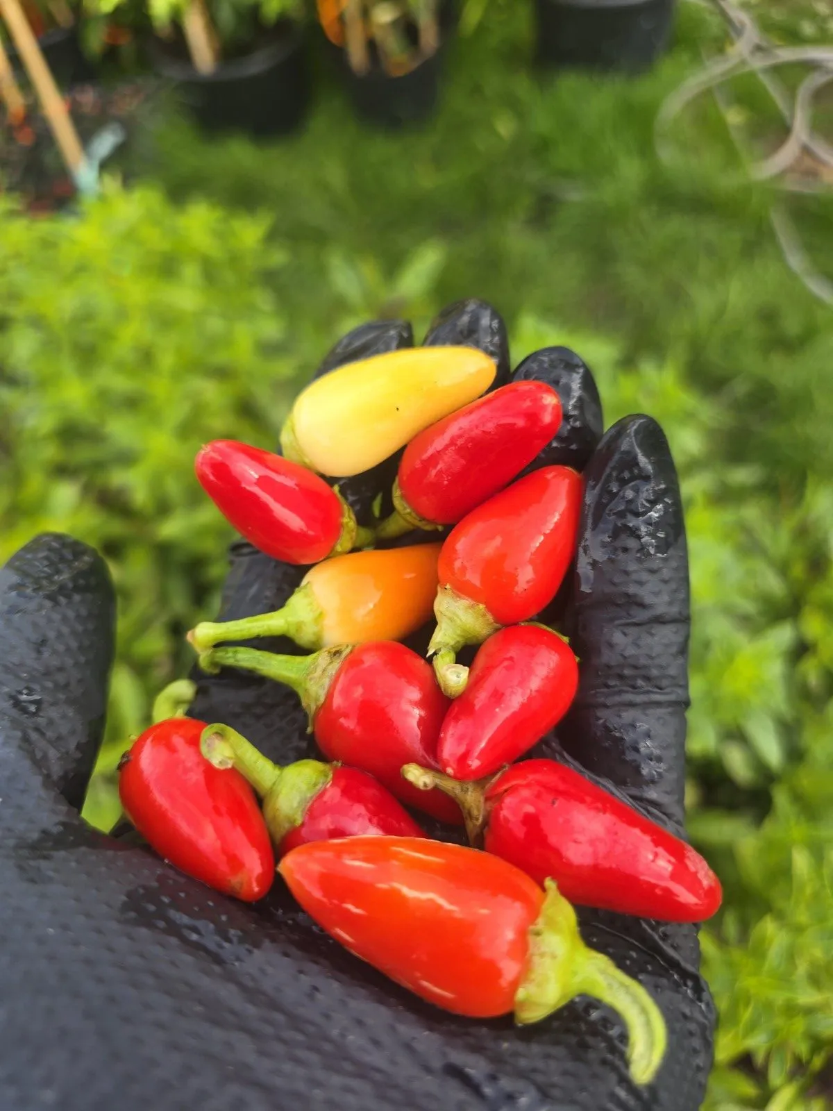 Cascabella Chilli Seeds - Image 2