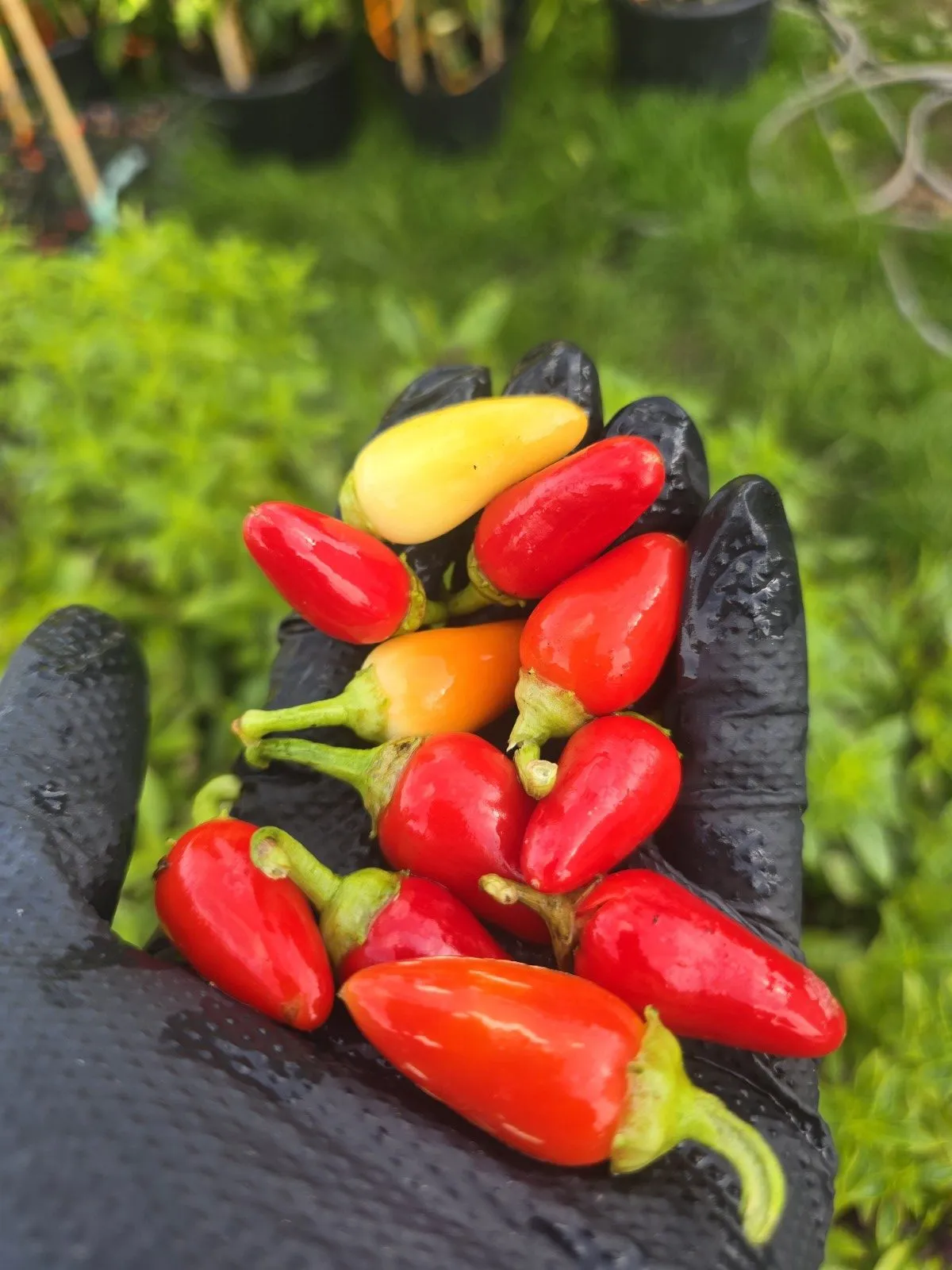 Cascabella Chilli Seeds - Image 3