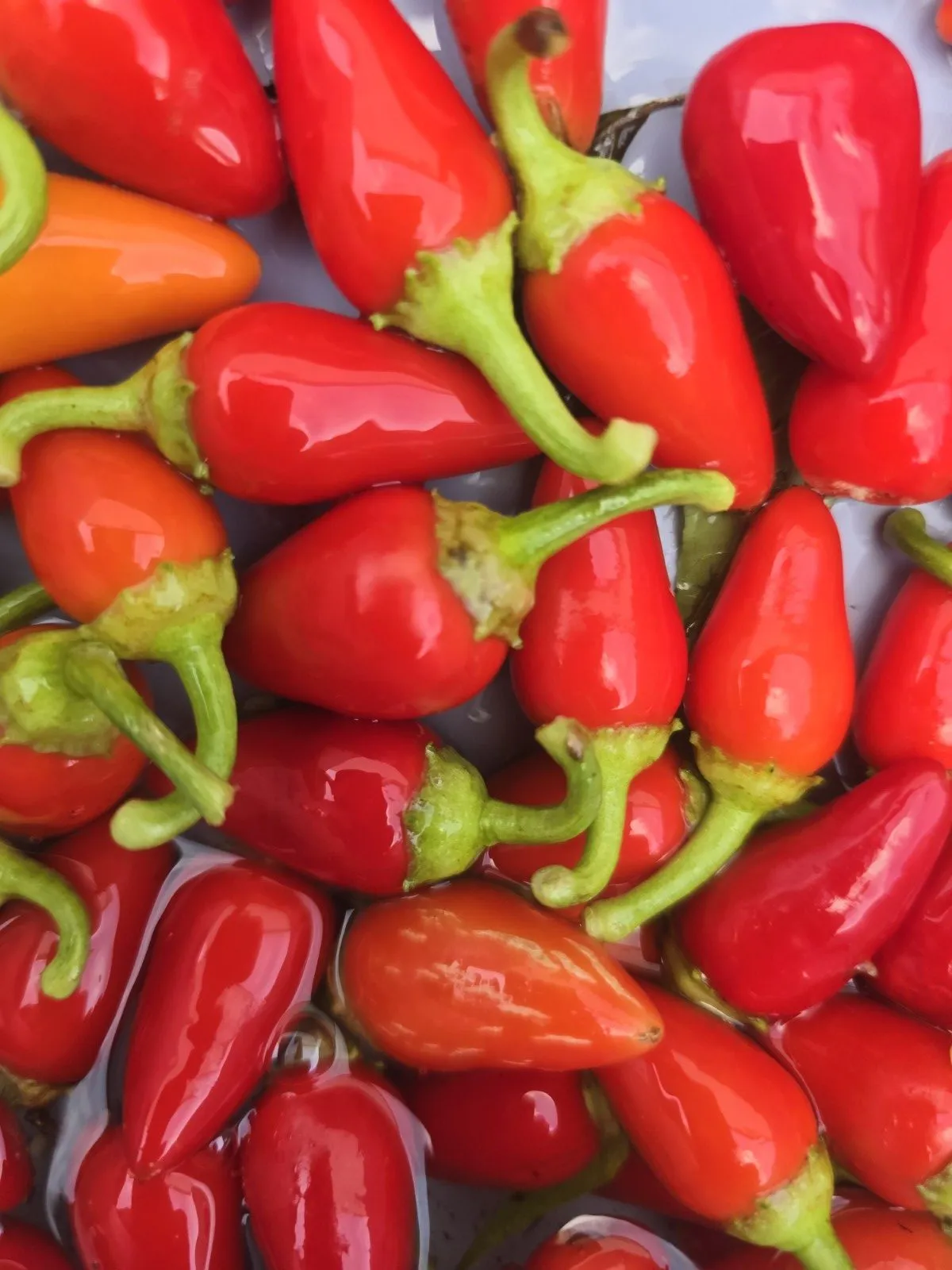 Cascabella Chilli Seeds - Image 4