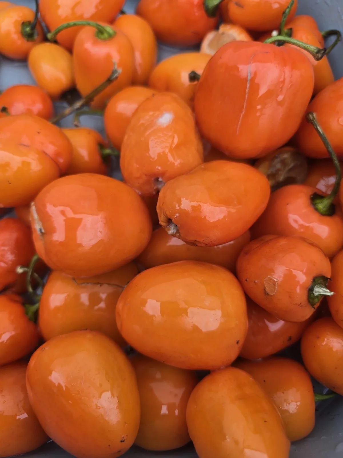 Rocoto Puna - Puno Pica Orange - Image 7
