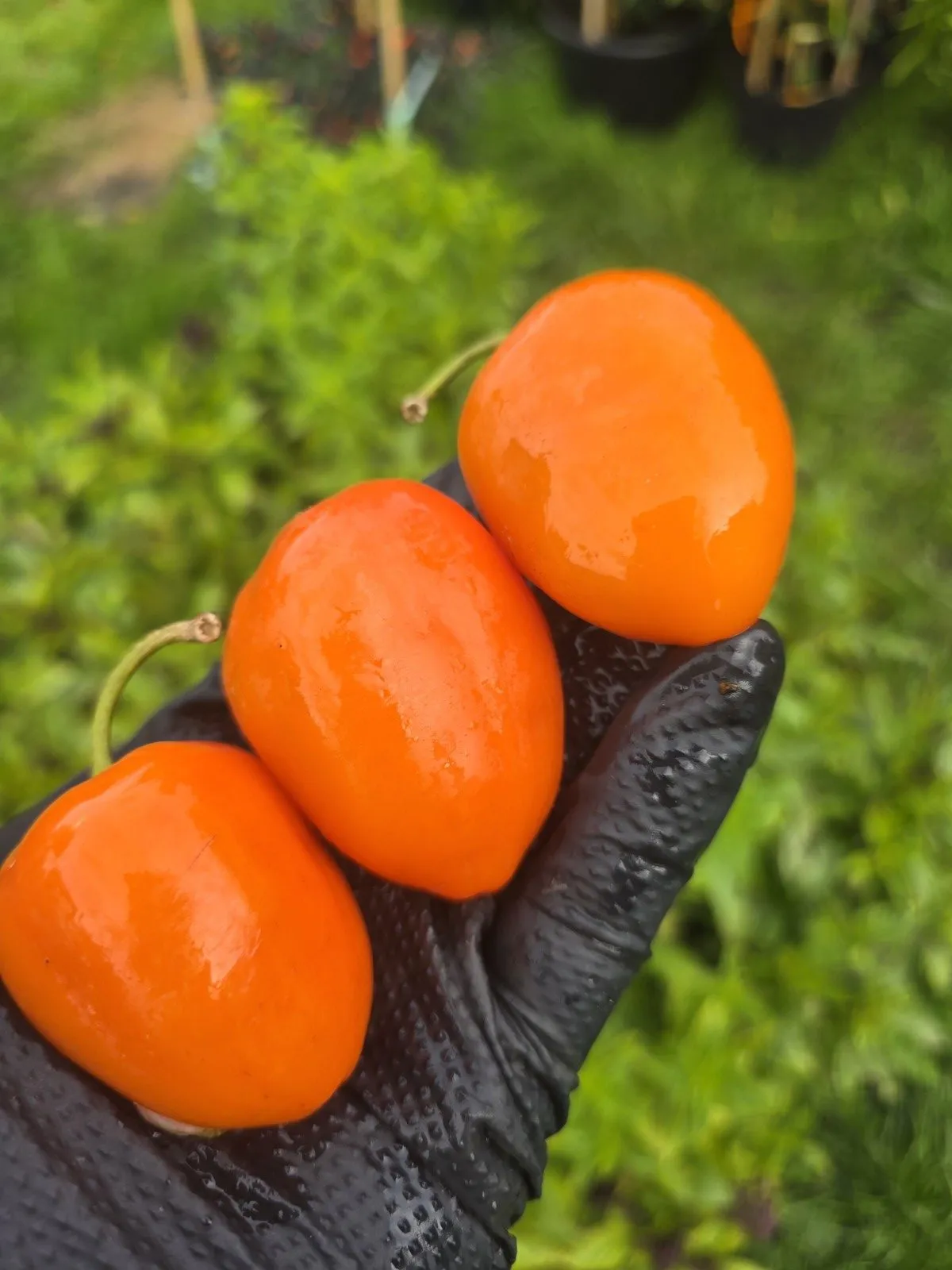Rocoto Puna - Puno Pica Orange - Image 3