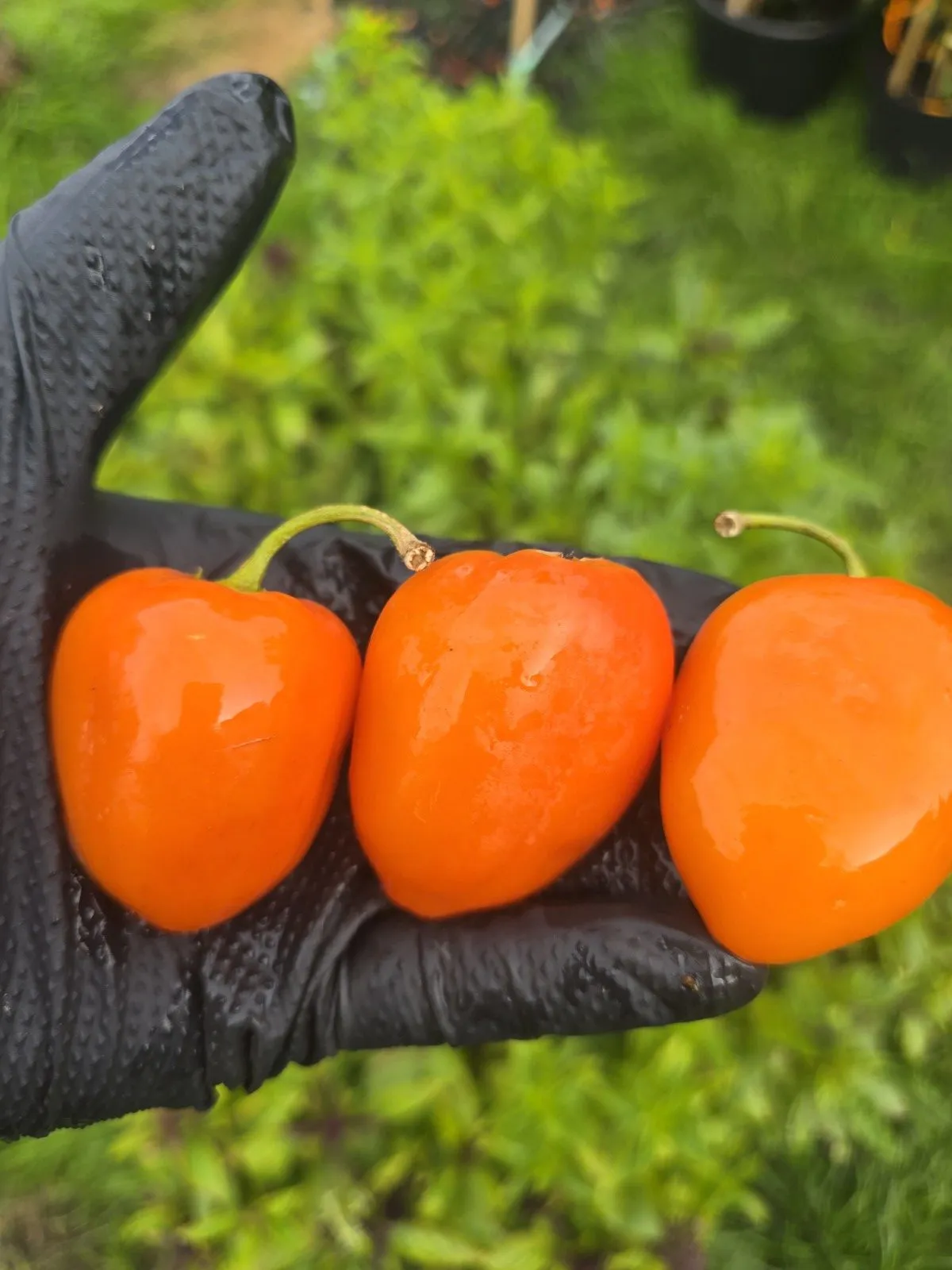 Rocoto Puna - Puno Pica Orange - Image 4