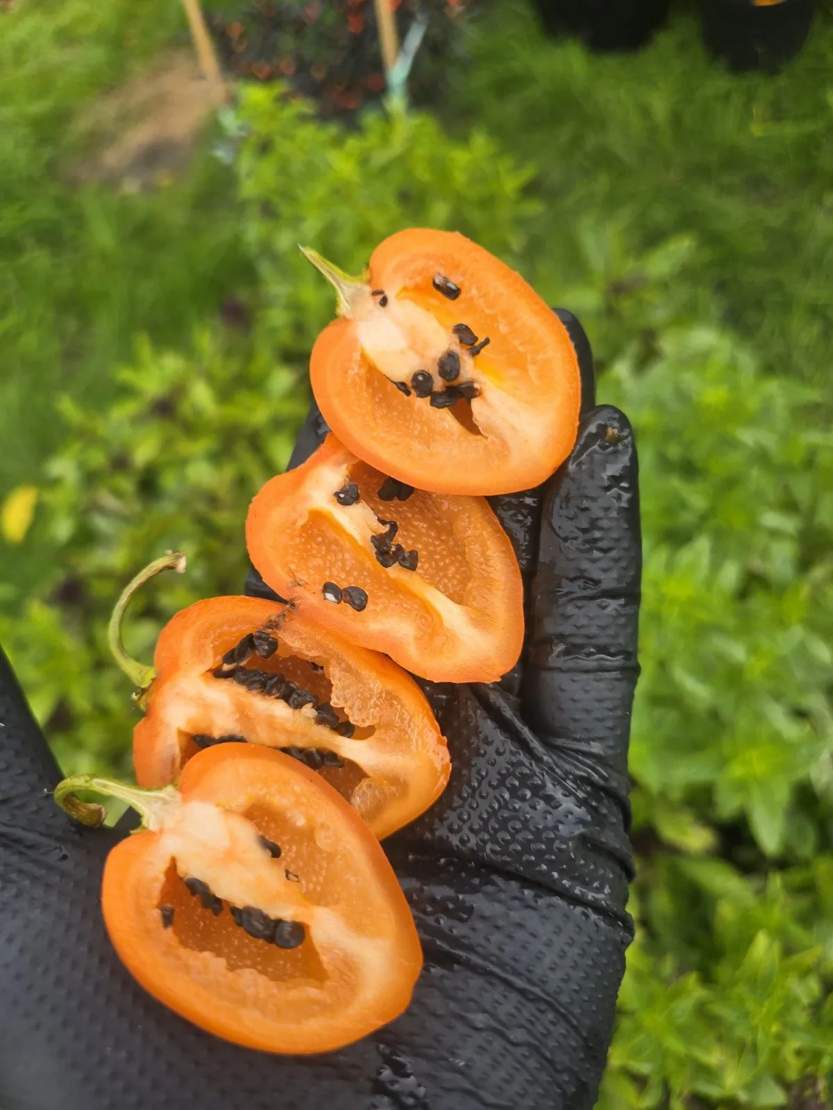 Rocoto Puna - Puno Pica Orange - Image 6