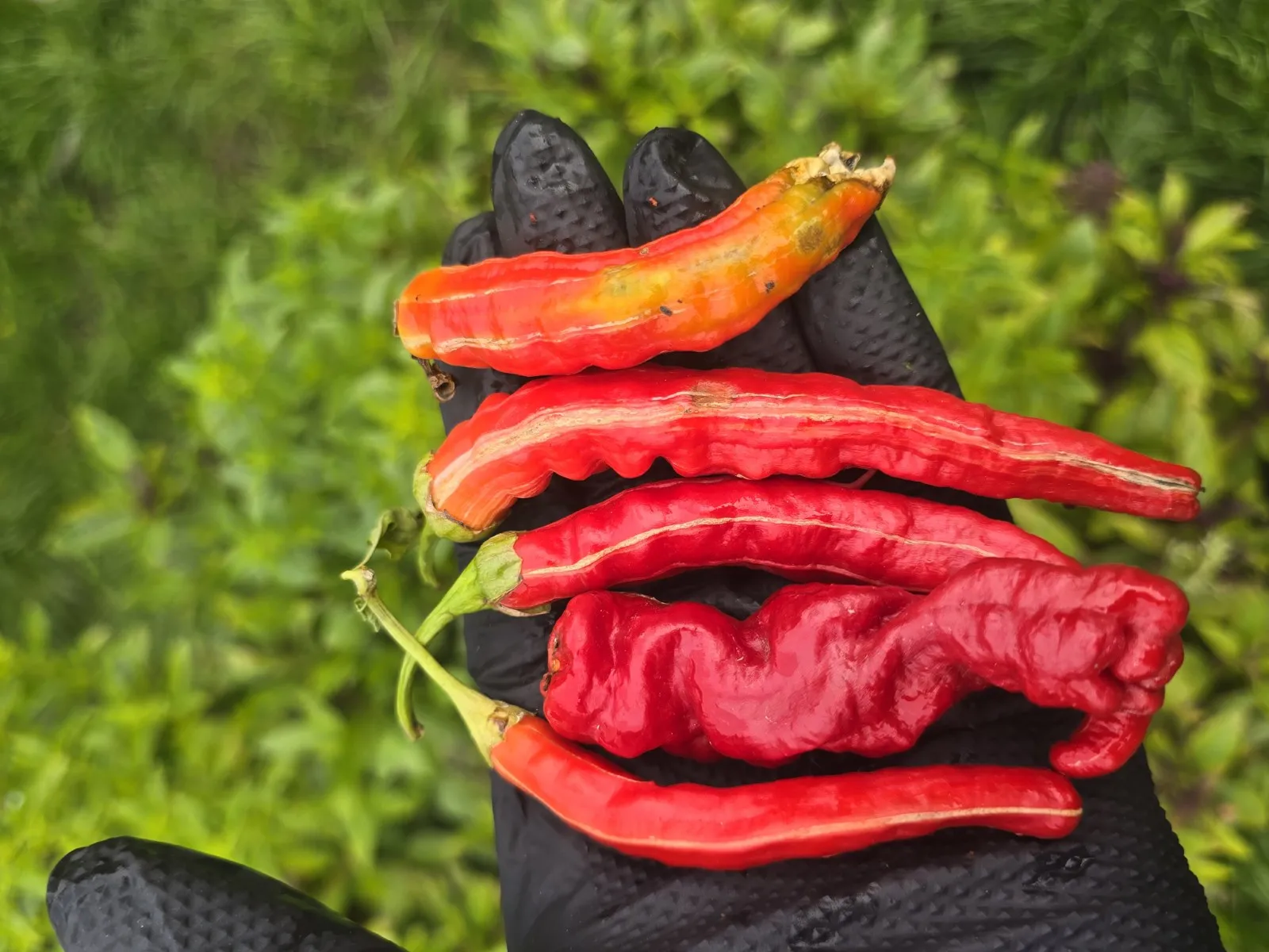 Petalosa Bleeding F4 Experimental Chilli Seeds - Image 14