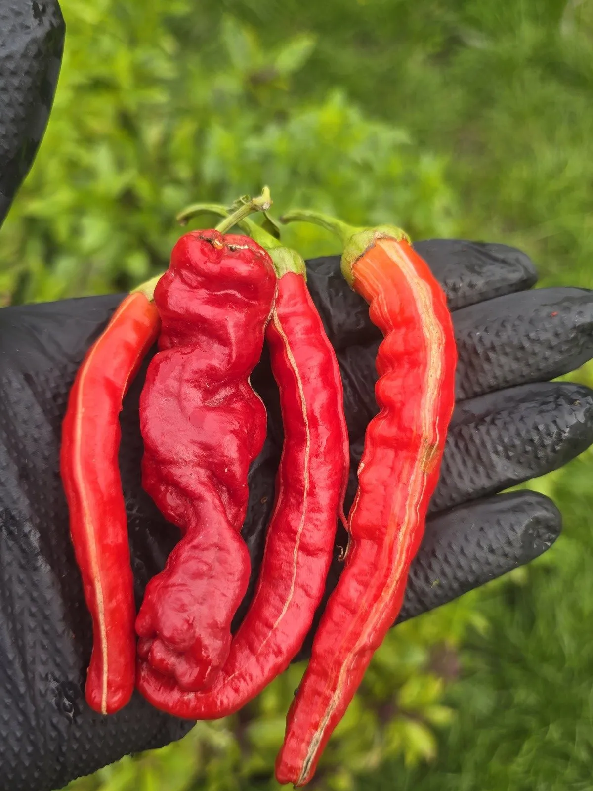 Petalosa Bleeding F4 Experimental Chilli Seeds - Image 15
