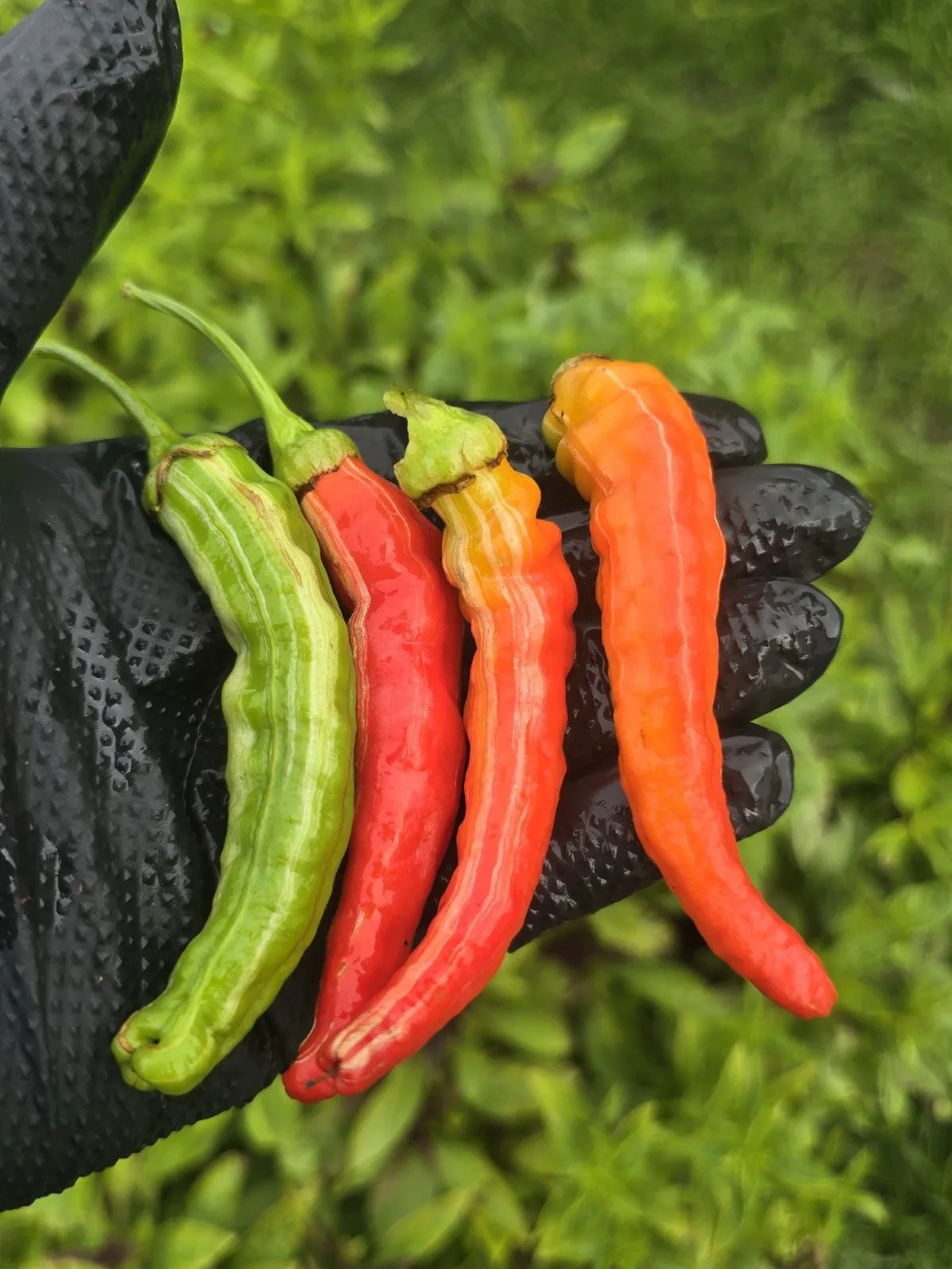 Petalosa Bleeding F4 Experimental Chilli Seeds - Image 4