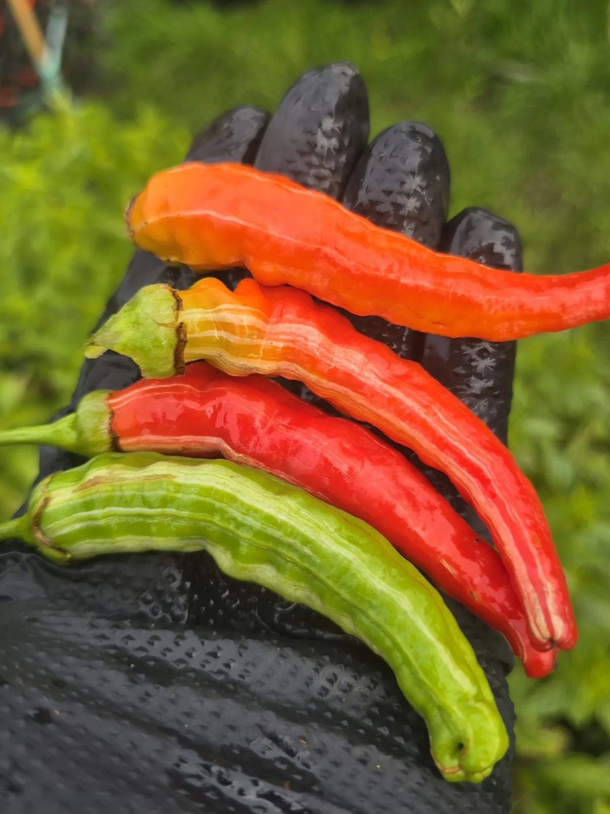 Petalosa Bleeding F4 Experimental Chilli Seeds - Image 8