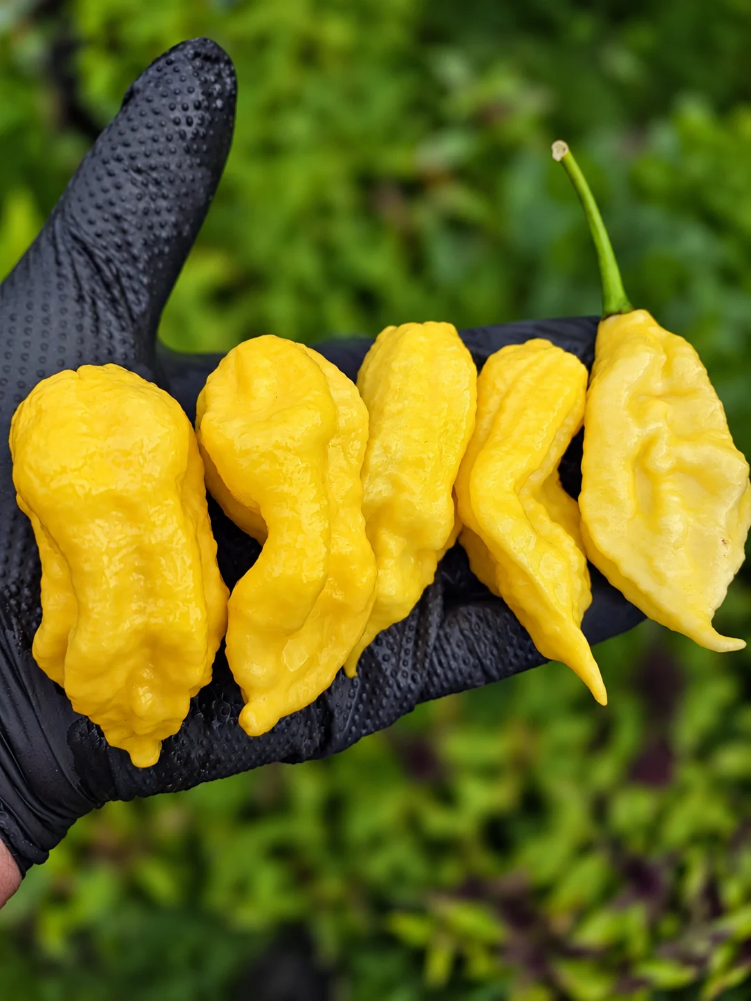 Lemon Jay's Chilli Seeds - Image 8