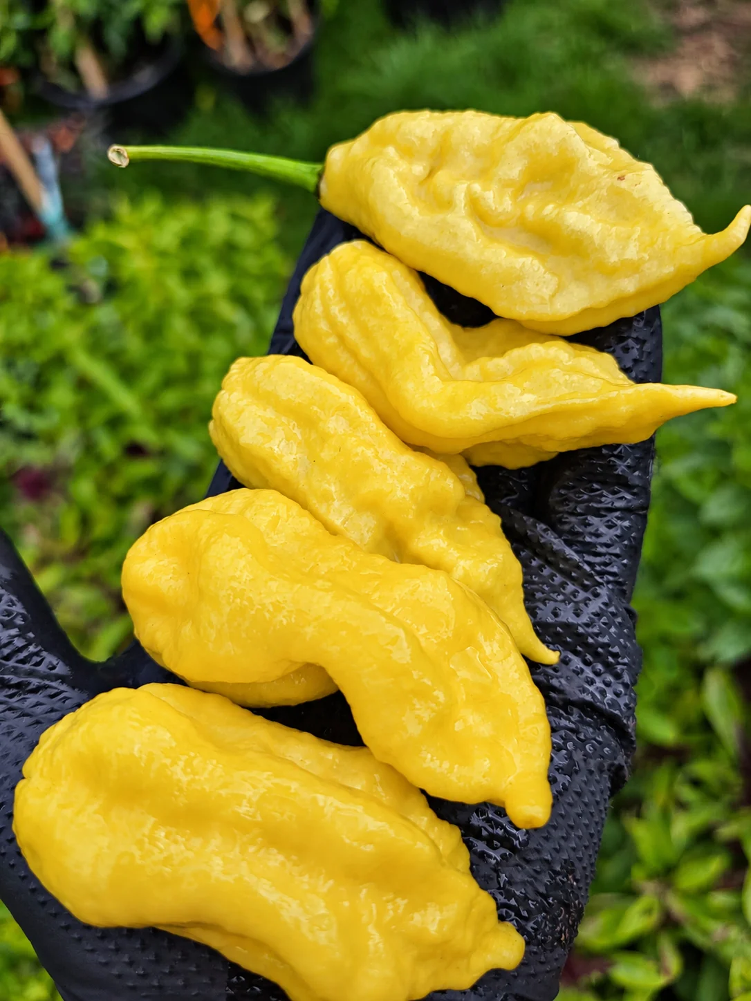Lemon Jay's Chilli Seeds - Image 2