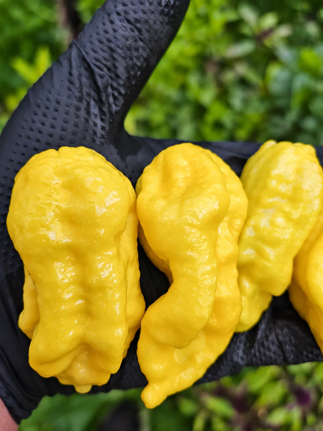 Lemon Jay's Chilli Seeds - Image 3