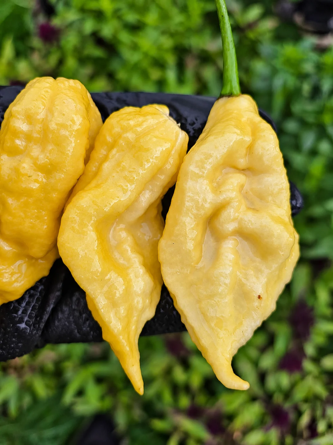 Lemon Jay's Chilli Seeds - Image 4