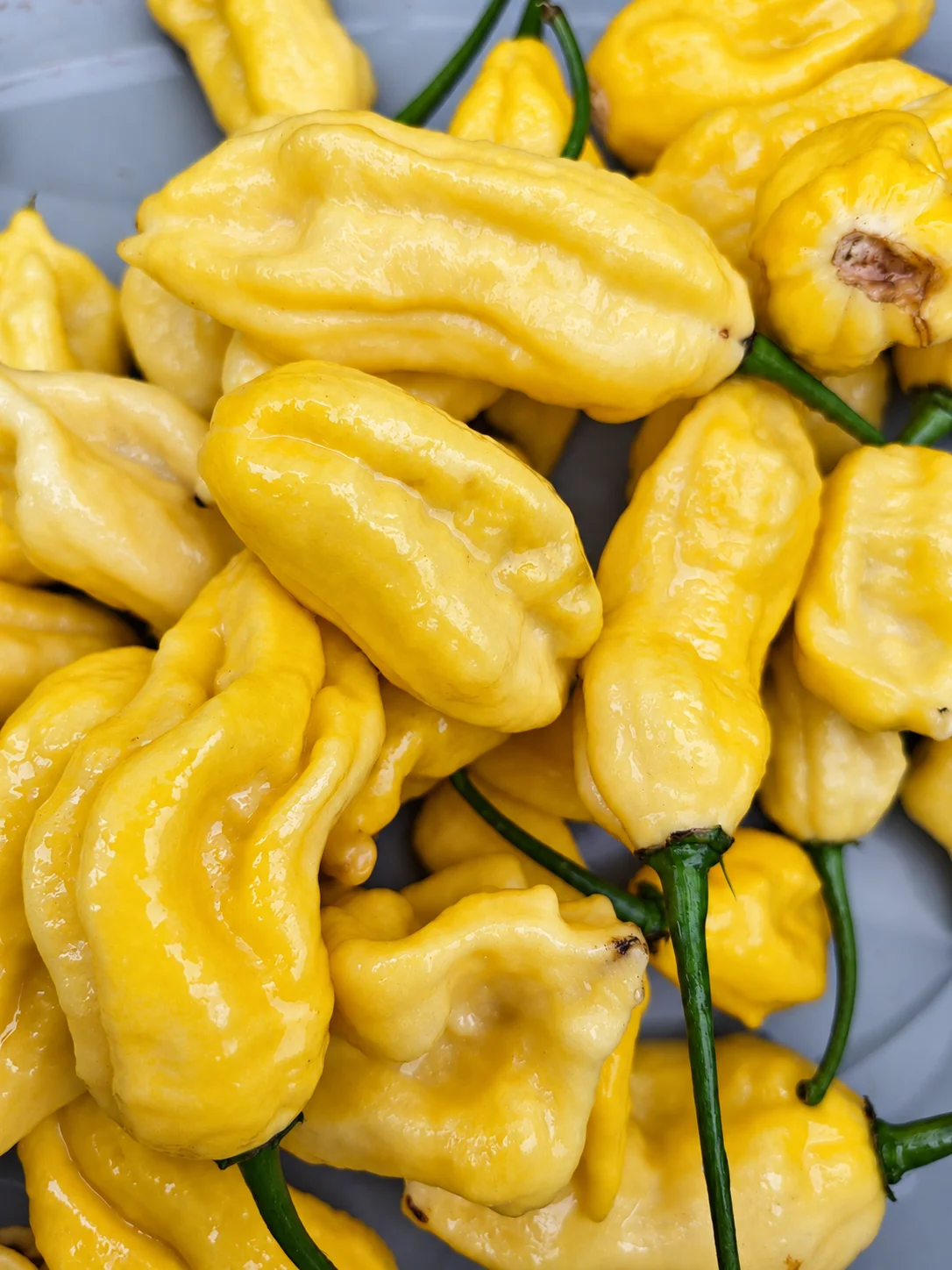 Lemon Jay's Chilli Seeds - Image 5
