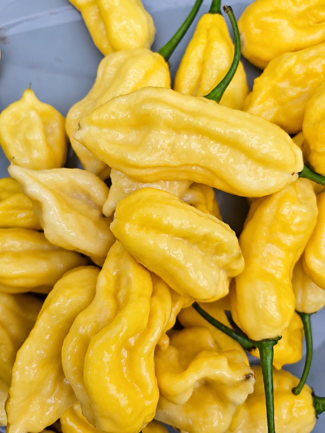 Lemon Jay's Chilli Seeds - Image 6