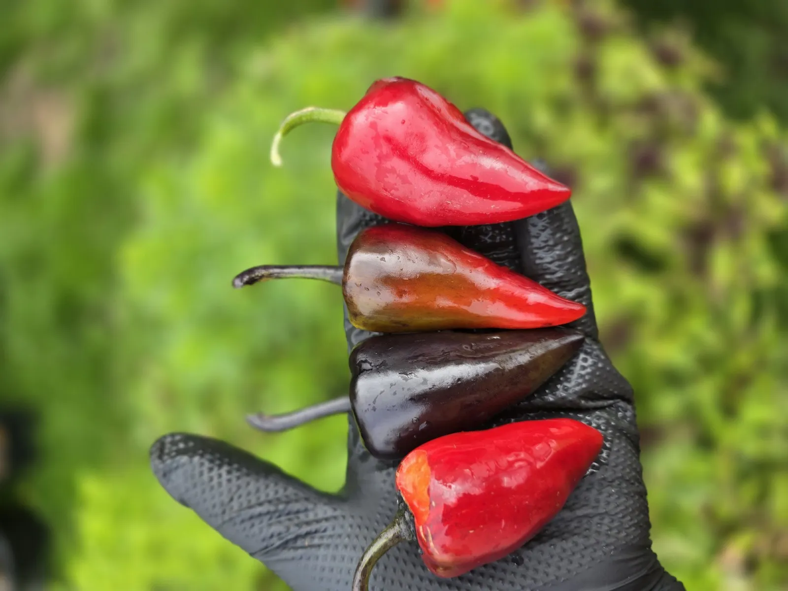 Jalapeno Deadpool Chilli Seeds - Image 7