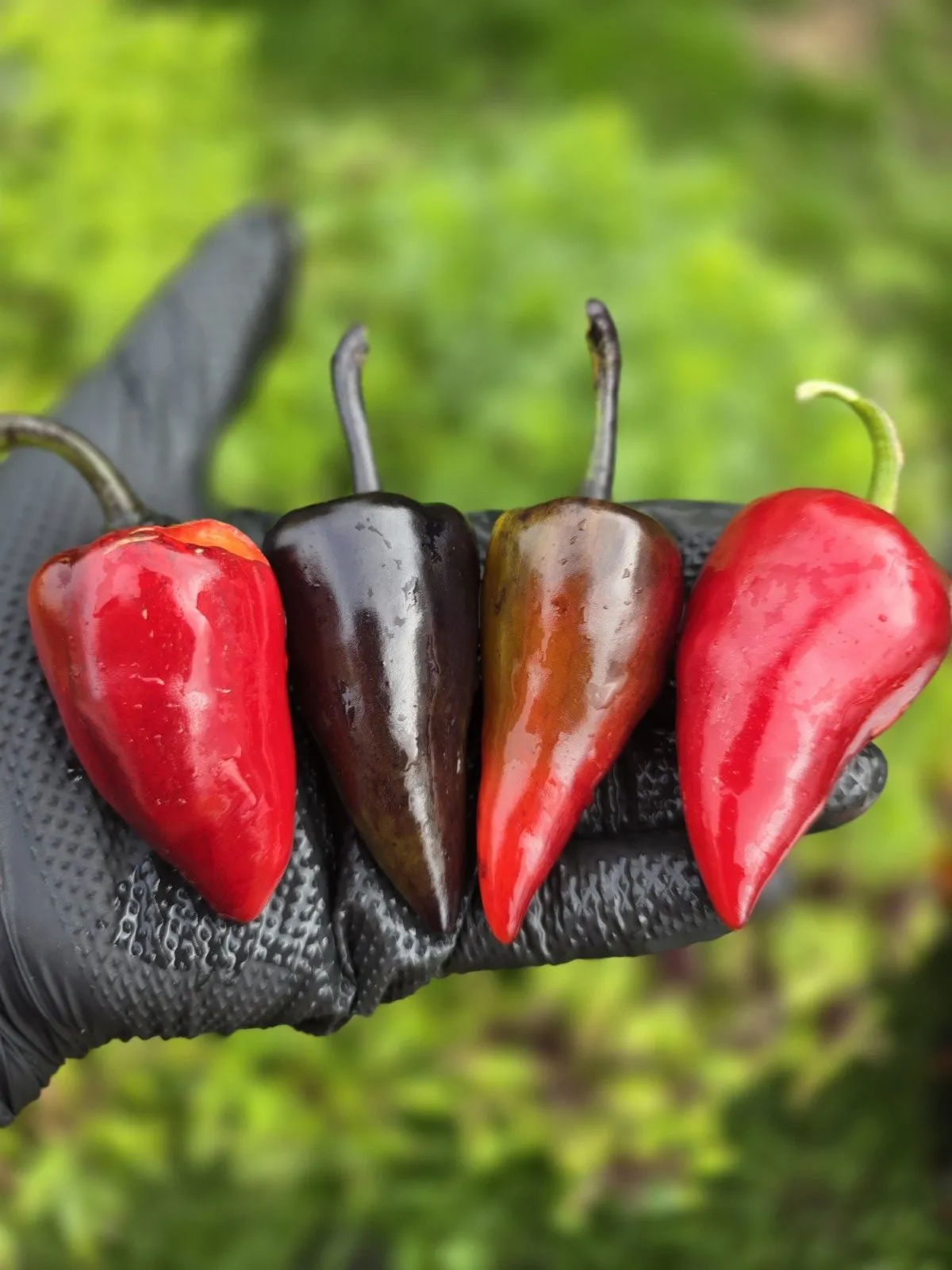 Jalapeno Deadpool Chilli Seeds - Image 3