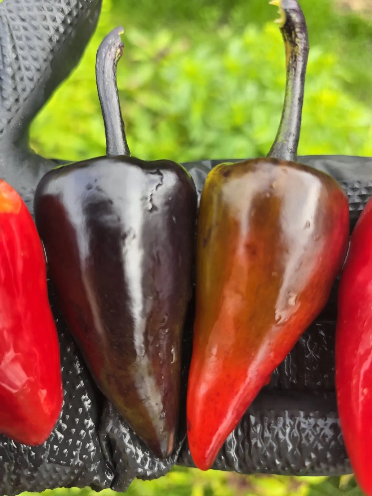Jalapeno Deadpool Chilli Seeds - Image 6