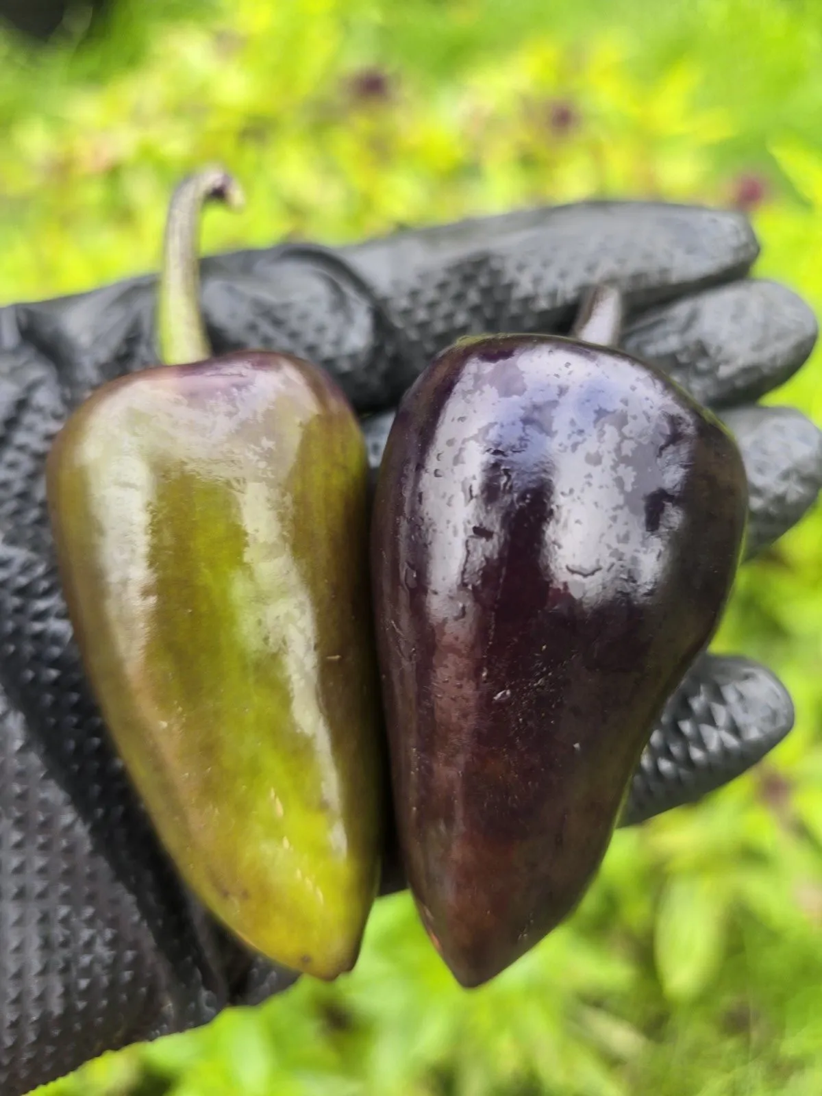 Jalapeno Deadpool Chilli Seeds - Image 5