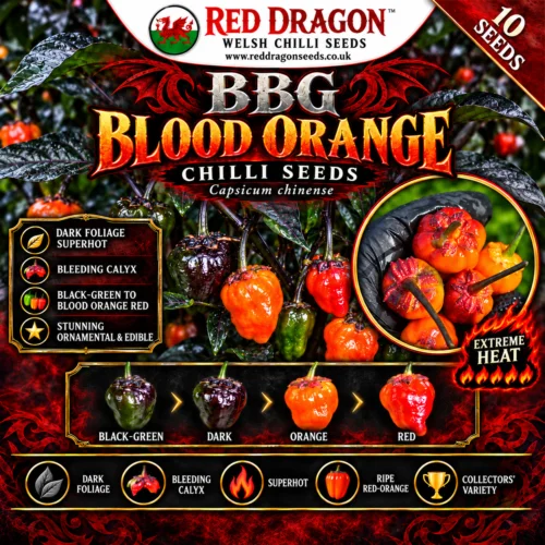BBG Blood Orange Chilli Seeds