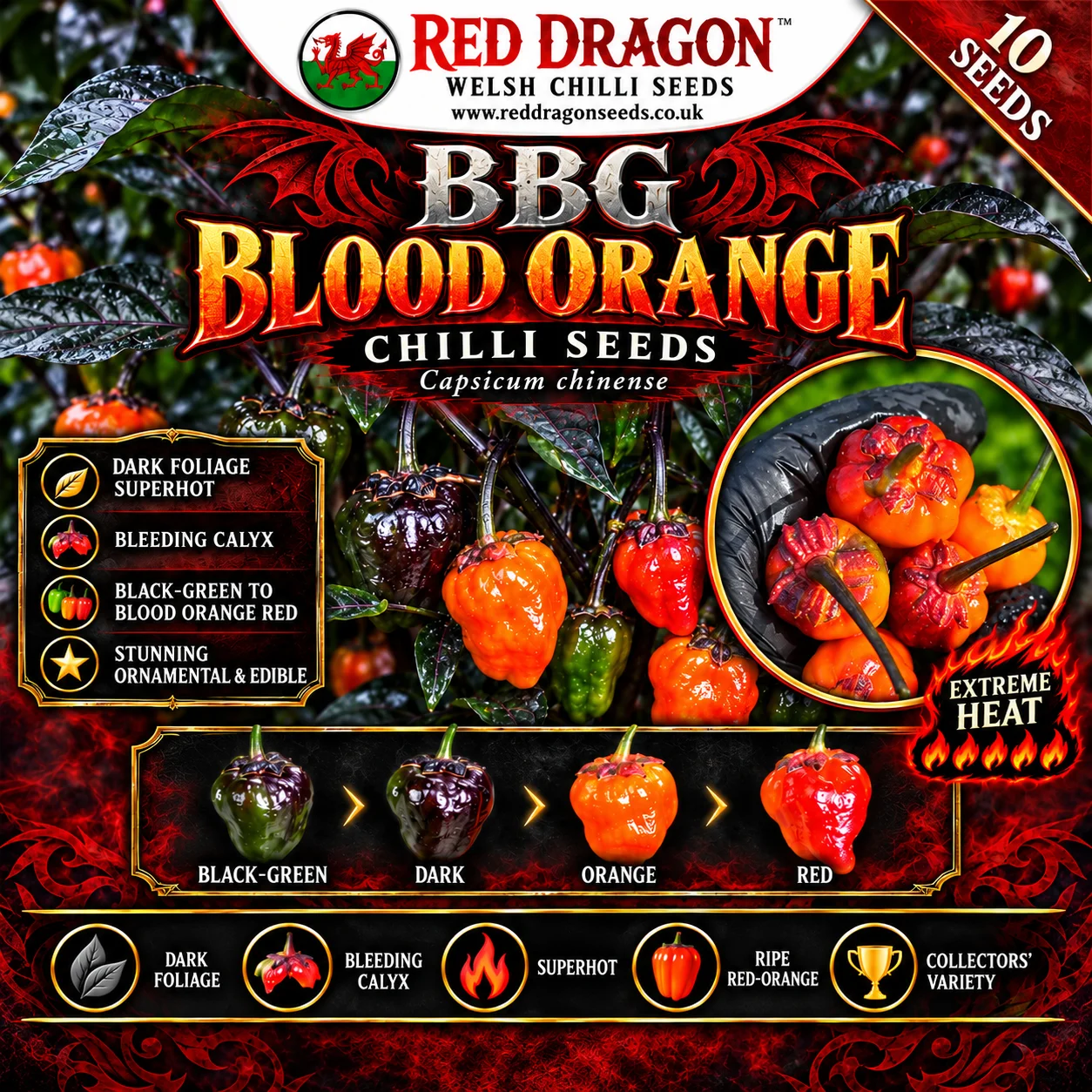 BBG Blood Orange Chilli Seeds