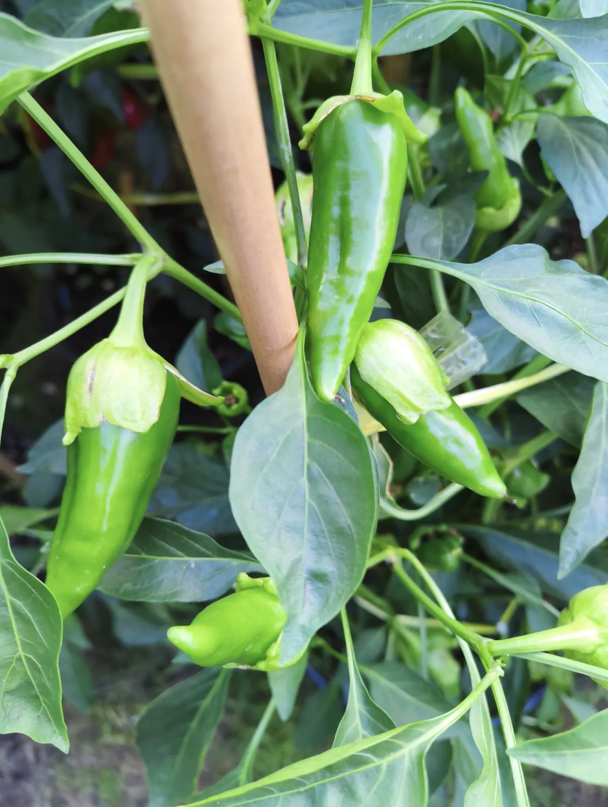 F4 Sweet Italy Yellow × (Bleeding Rawit White × Oda) Chilli Seeds - Image 8