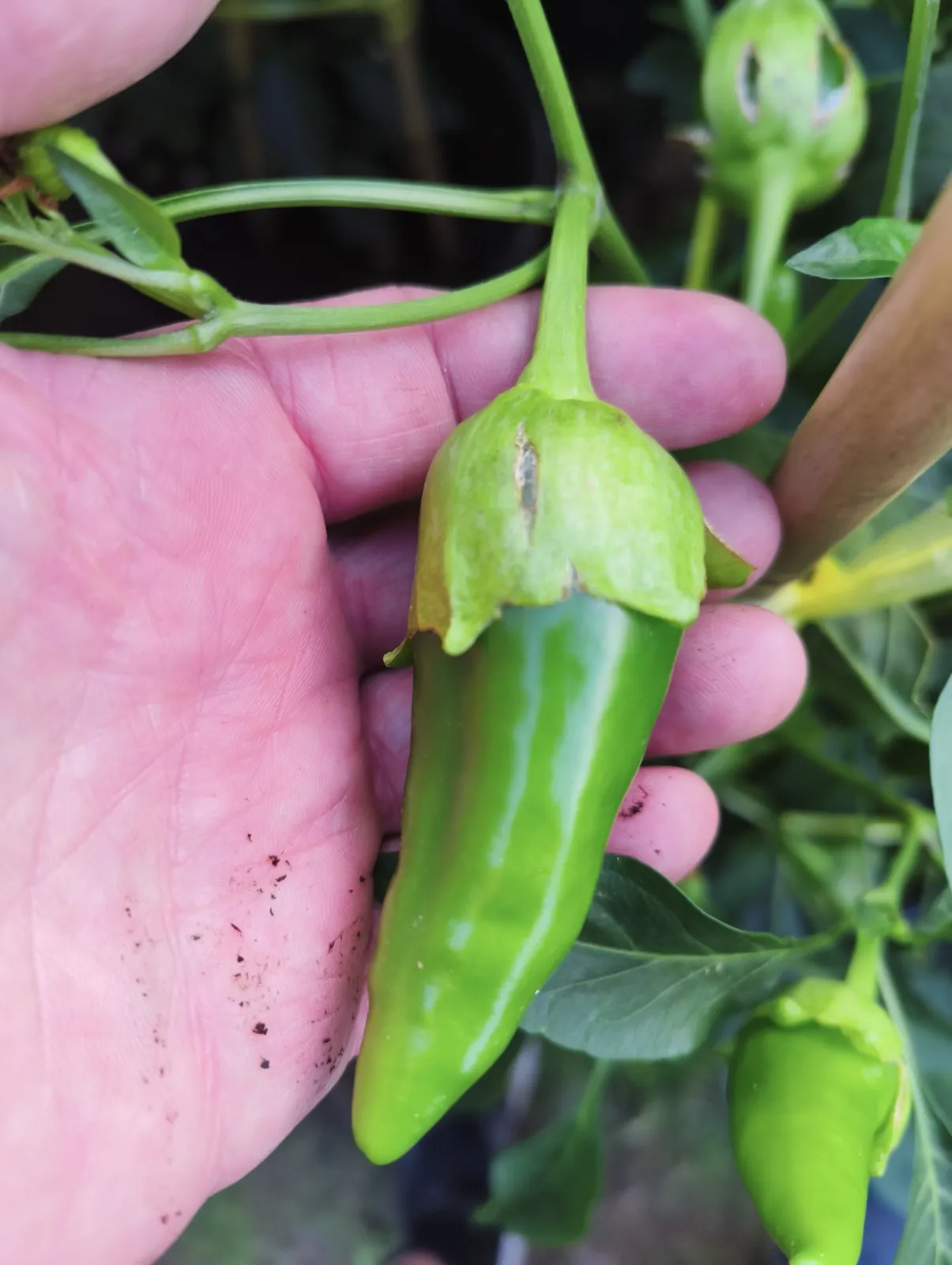 F4 Sweet Italy Yellow × (Bleeding Rawit White × Oda) Chilli Seeds - Image 9