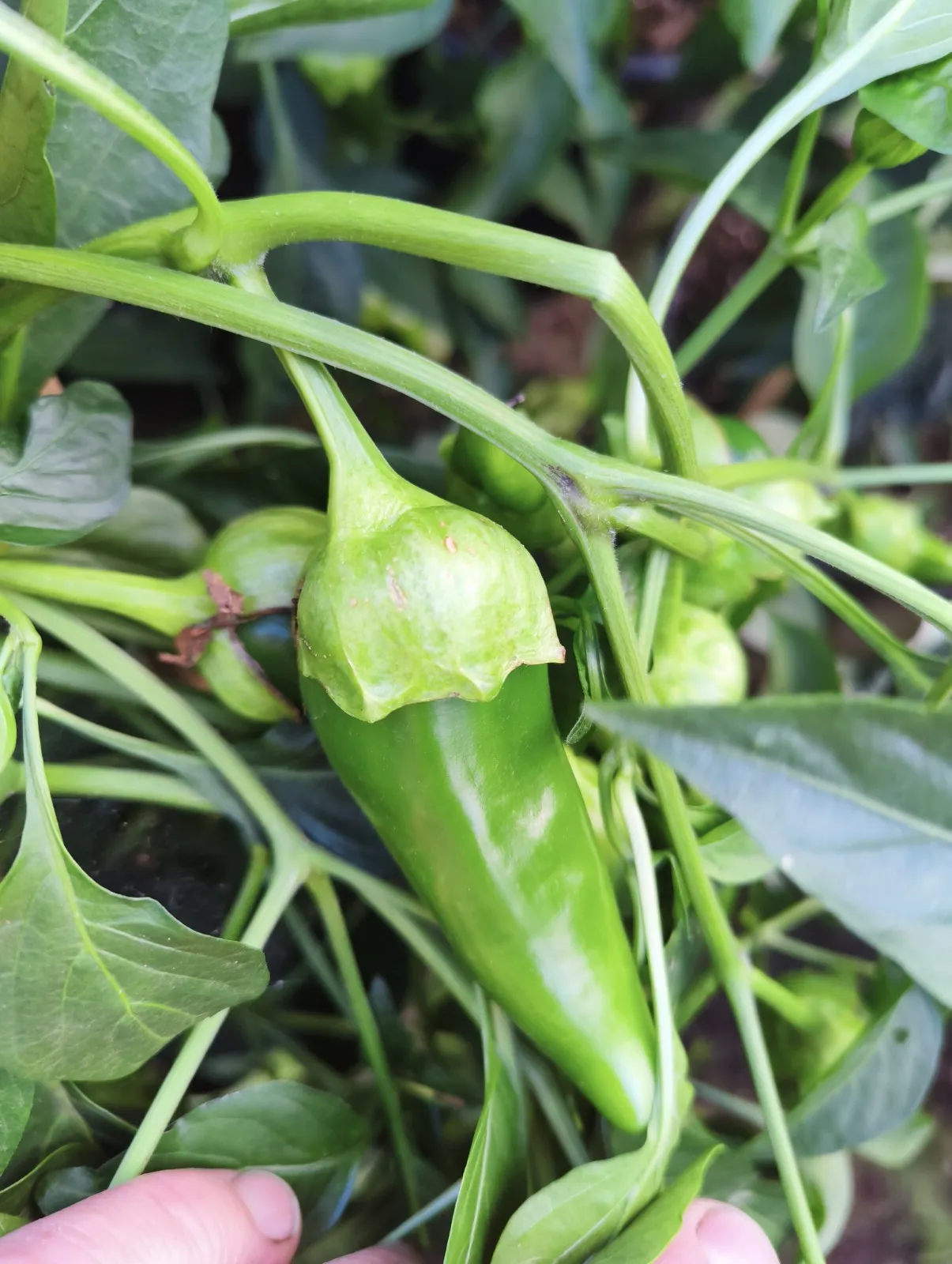 F4 Sweet Italy Yellow × (Bleeding Rawit White × Oda) Chilli Seeds - Image 10