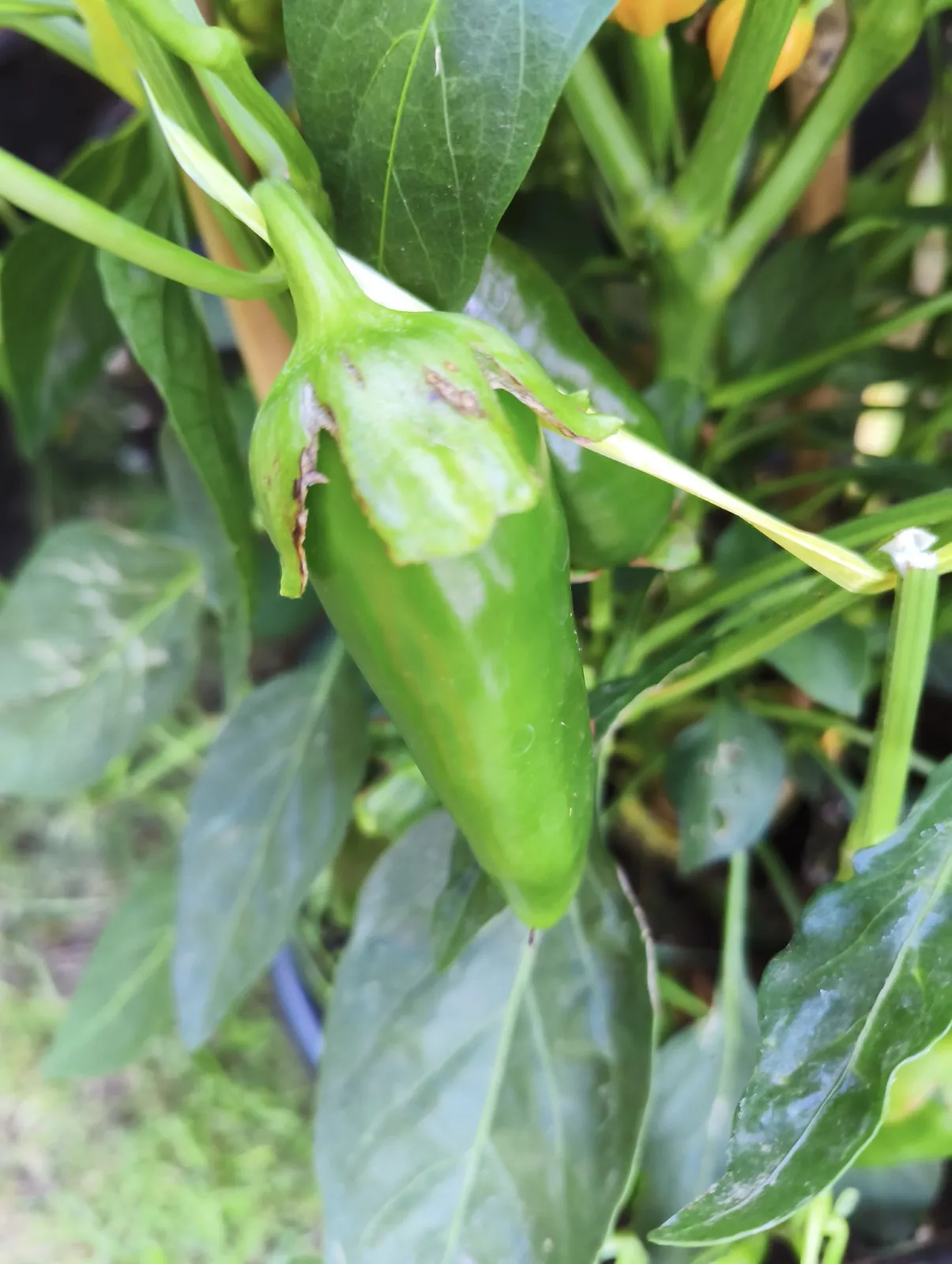 F4 Sweet Italy Yellow × (Bleeding Rawit White × Oda) Chilli Seeds - Image 3