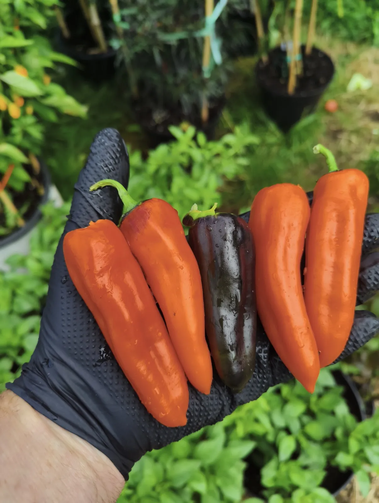 Pippin’s Golden Honey Chilli Seeds - Image 3