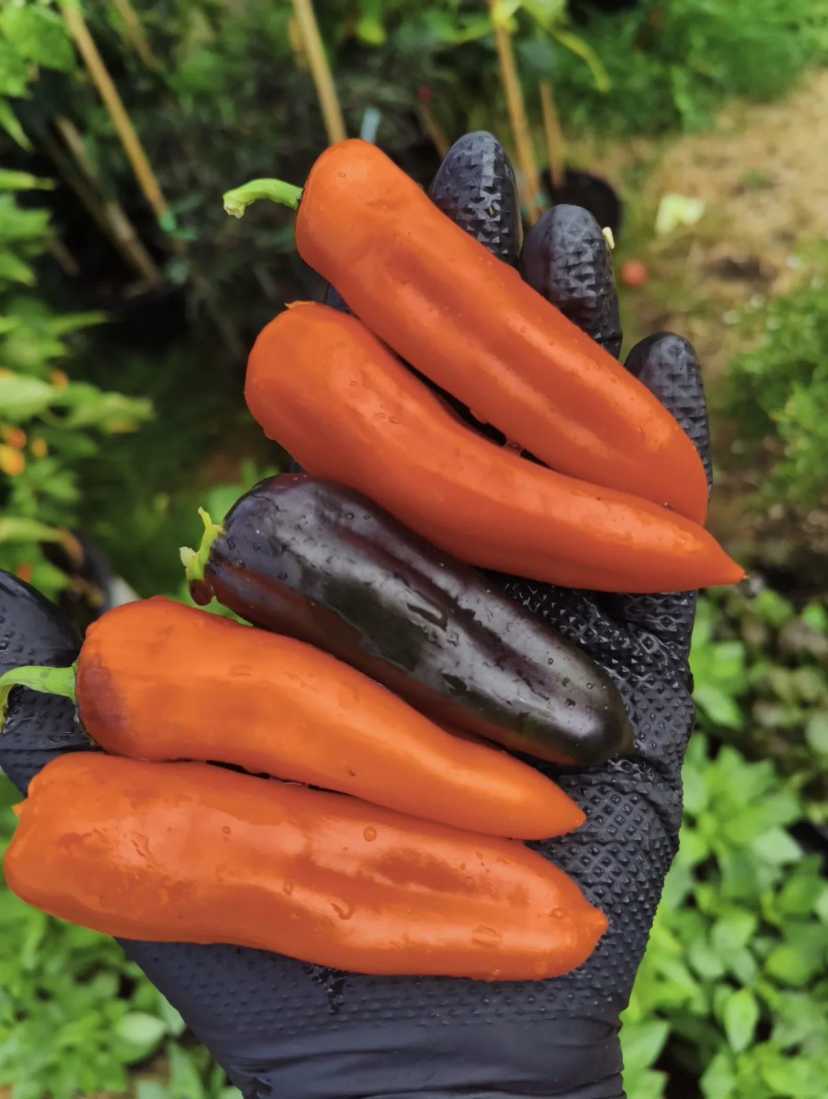 Pippin’s Golden Honey Chilli Seeds - Image 4