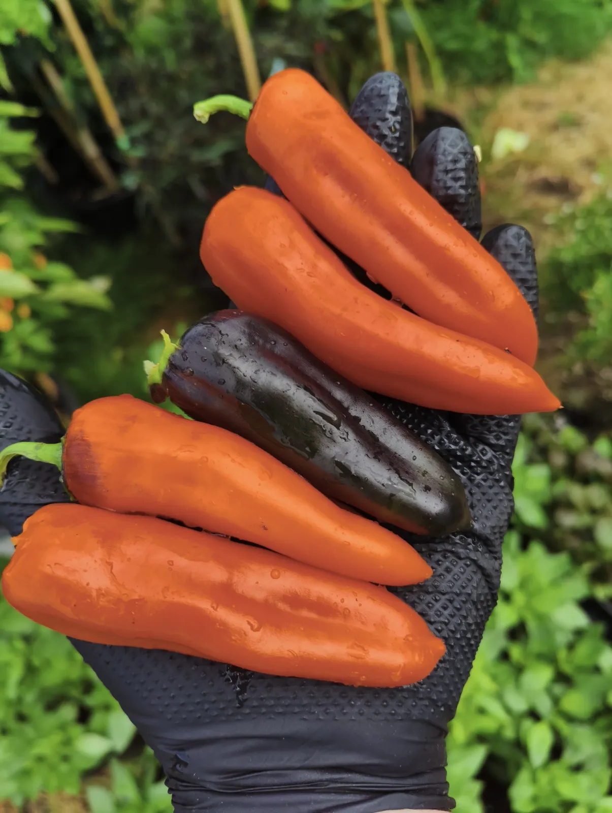 Pippin’s Golden Honey Chilli Seeds - Image 2