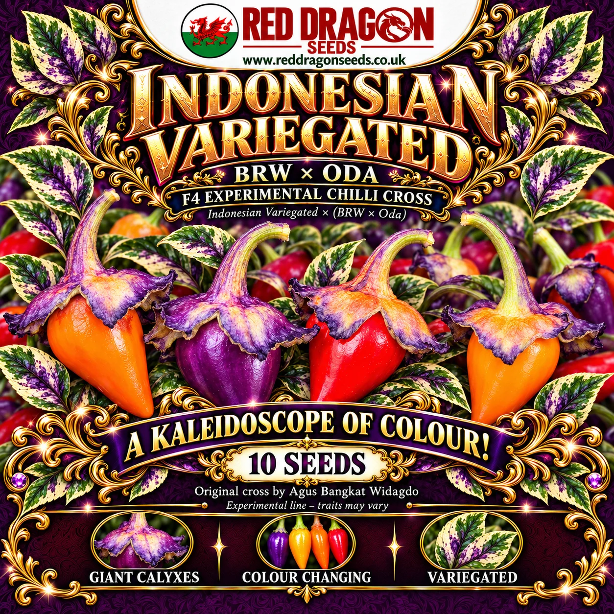 Indonesian Variegated × BRW × Oda F4 Chilli Seeds
