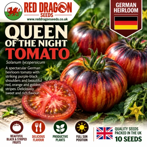 Queen of the Night Tomato Seeds