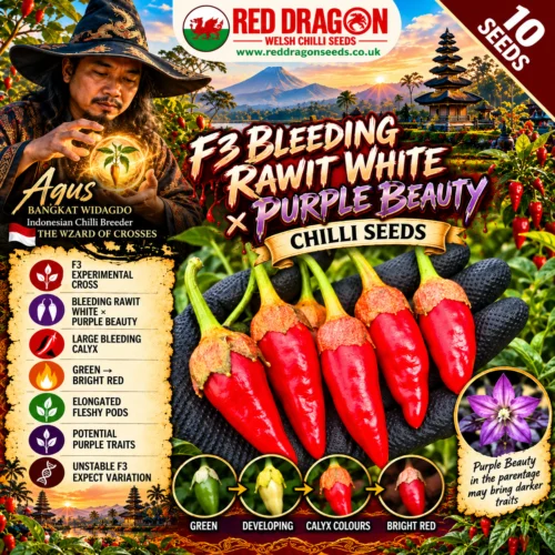 F3 Bleeding Rawit White × Purple Beauty Chilli Seeds