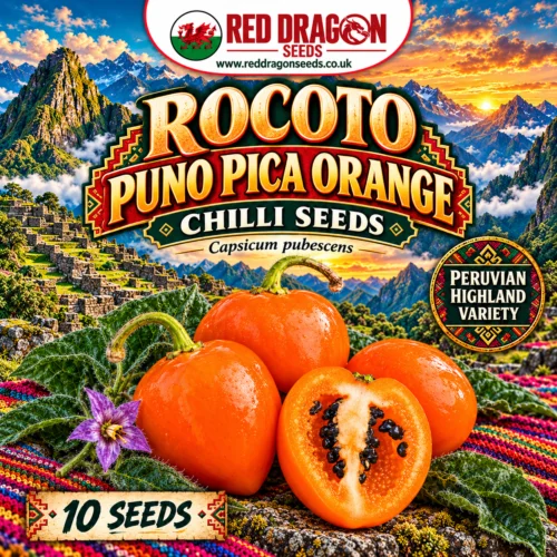 Rocoto Puno Pica Orange Chilli Seeds
